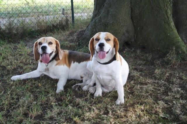 Beagles nach Deckakt